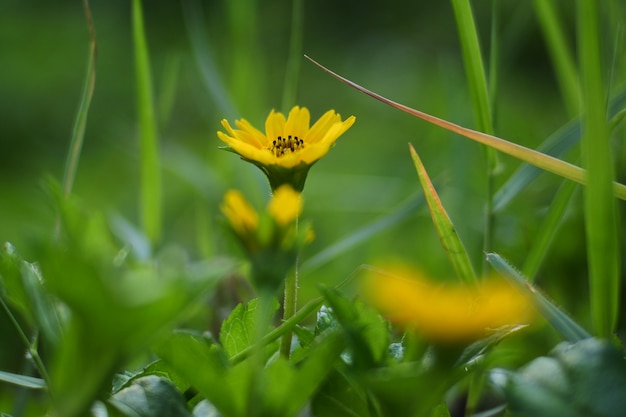 Yellow flower among the grass in summer season