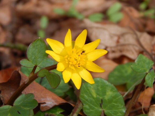 A yellow flower in the grass