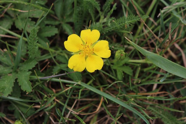 Photo a yellow flower in the grass