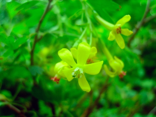 Yellow flower in green foliage photo