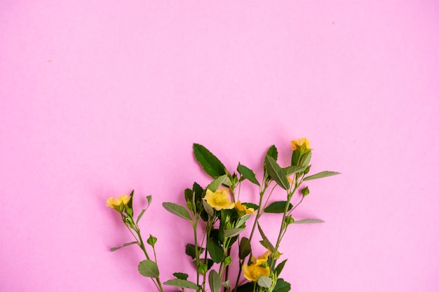 Yellow flower and green leaf isolated on pink paper background, minimal concept idea.