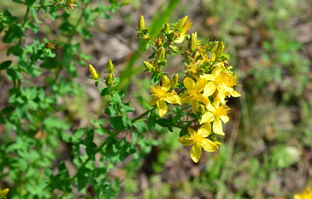 a yellow flower of hypericum plant isolated close up