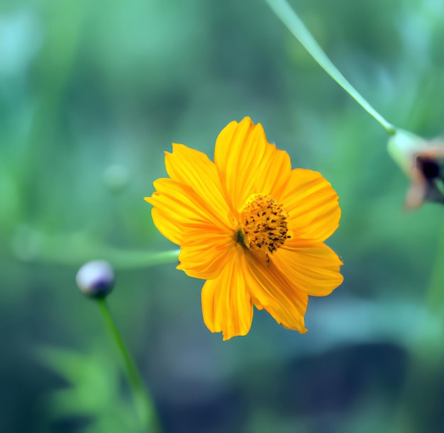 A yellow flower is in the grass and the flower is in the foreground.