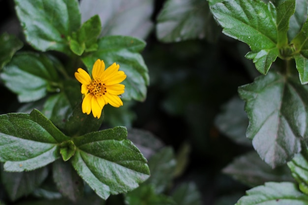 A yellow flower is surrounded by green leaves and the word marigold is on the bottom right.