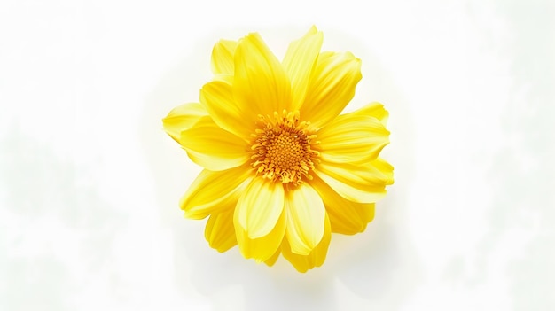 Yellow flower isolated on white background Generative AI