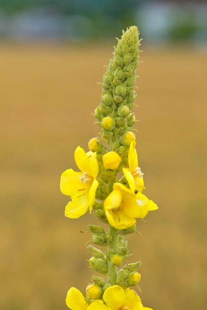 Yellow flower macro on brown background