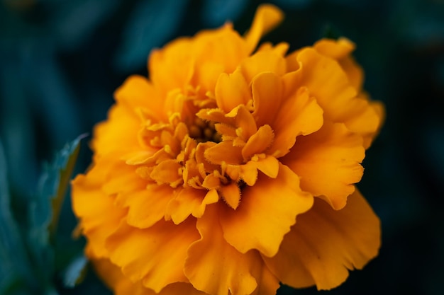 Yellow flower marigold closeup on the background of green leaves