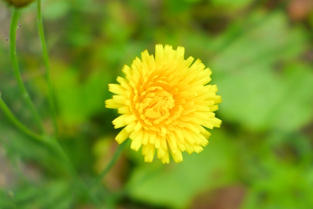 Yellow flower on nature background