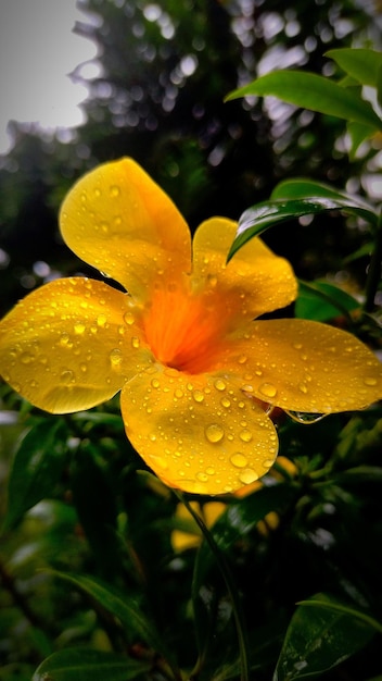 Yellow flower in the rain