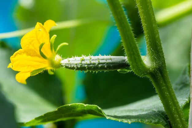 Yellow flower on a small cucumber in a vegetable garden in a greenhouse