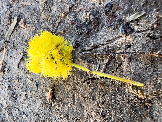 Yellow Flower On Soil