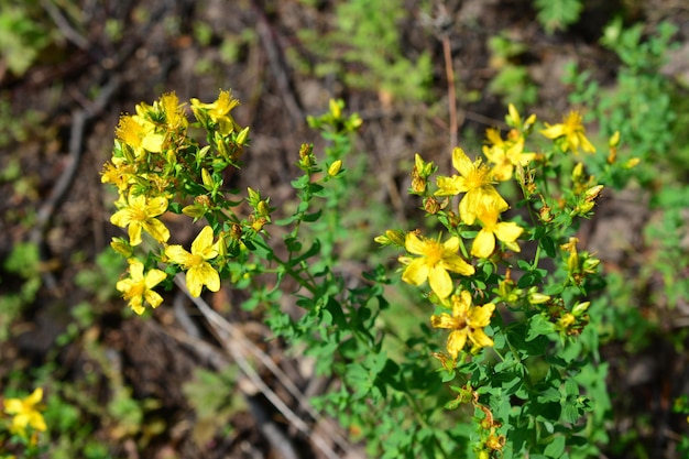 a yellow flower of St Johns wort with a green stem isolated