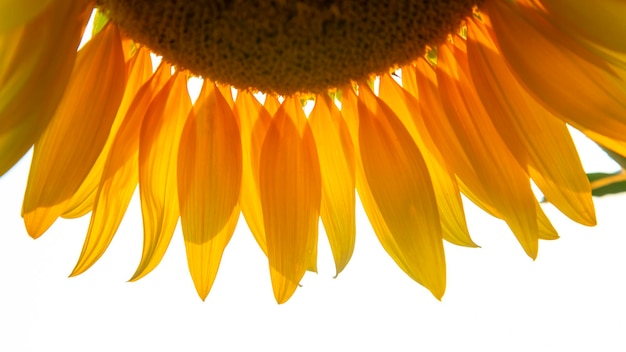 yellow flower of sunflower in a field closeup