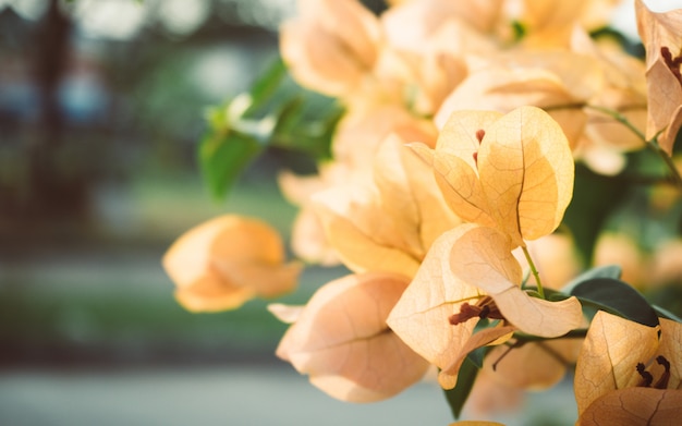  Yellow flower in a sunny day. beautiful bougainvillea (bougainvillea glabra) flowers