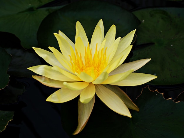 Photo yellow flower water lily nymphaea nouchali var caerulea egyptian lotus plants nymphaeaceae