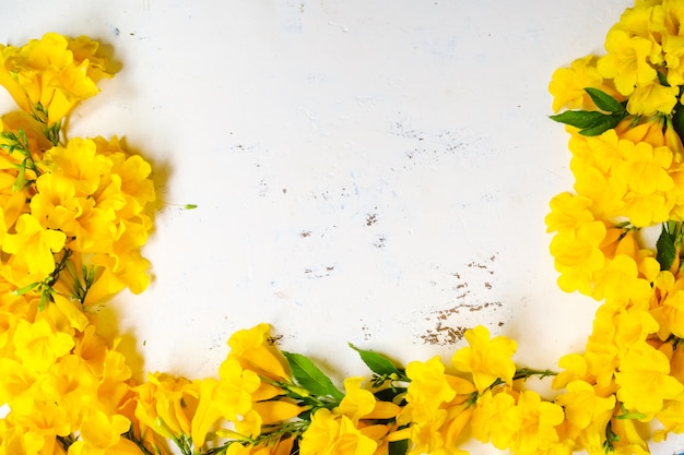 Yellow flower on white frame background with copy space.top view