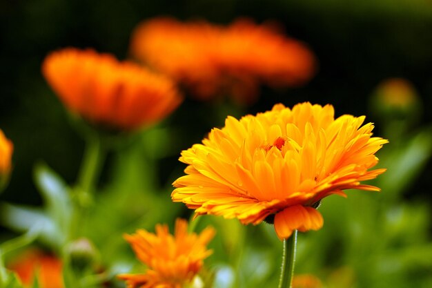 a yellow flower with a bee on it