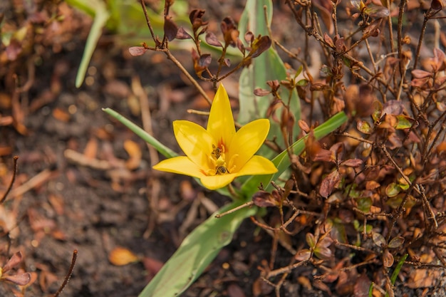 A yellow flower with a bee on it