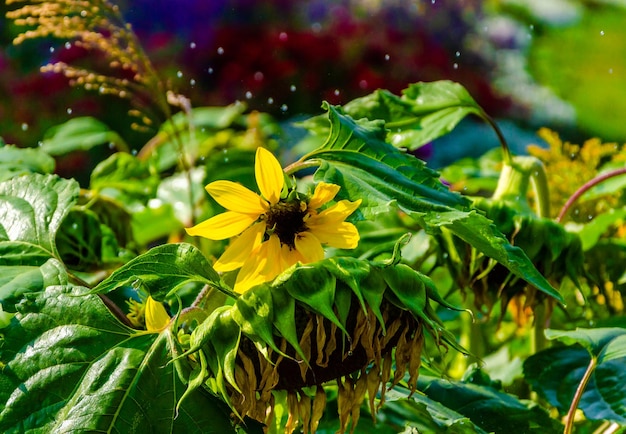 A yellow flower with a black center and a black center is surrounded by green leaves and the sunflower is surrounded by other flowers.