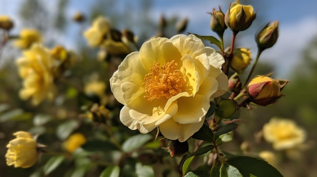 Photo a yellow flower with a blue sky in the background