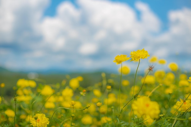 yellow flower with blue sky and cloudy background in summer time natural flower in garden