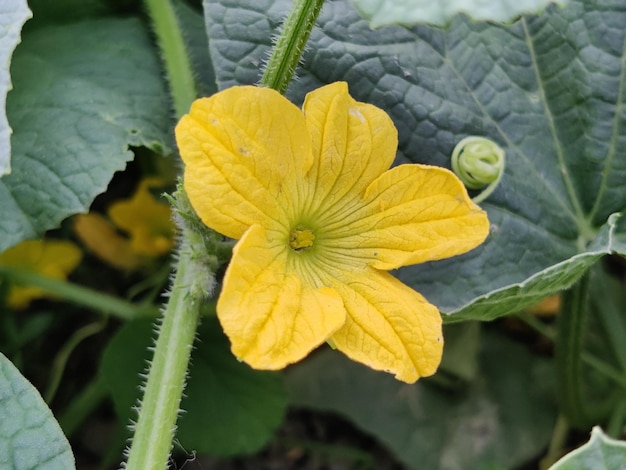 A yellow flower with a green center is growing in a garden.