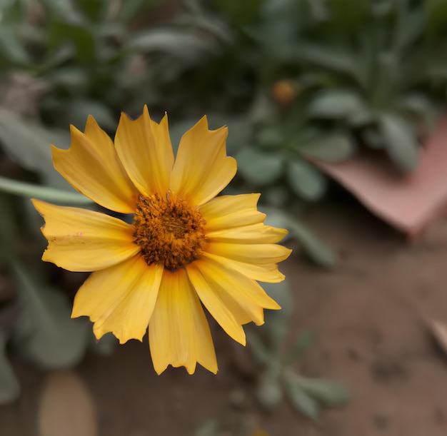 A yellow flower with a green leaf in the background