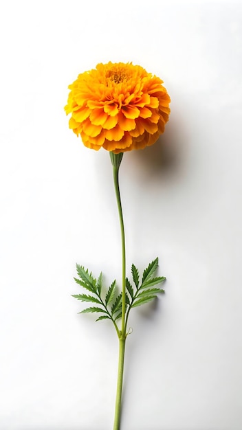 Photo a yellow flower with a green stem and leaves on it