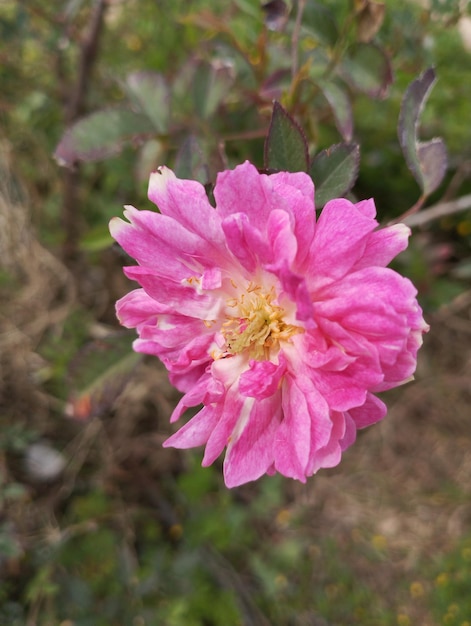 Photo a yellow flower with the name  petal  on it