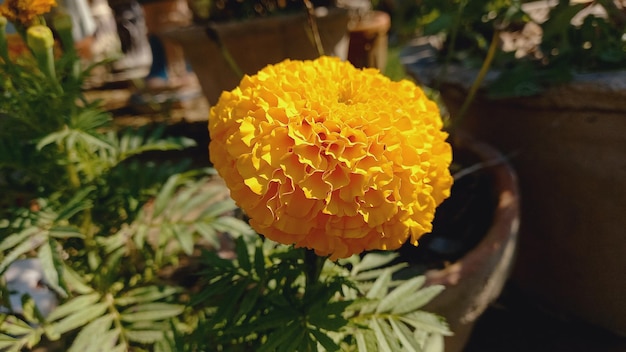 a yellow flower with the number 3 on it