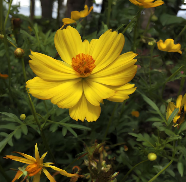 A yellow flower with a red center is surrounded by other flowers.