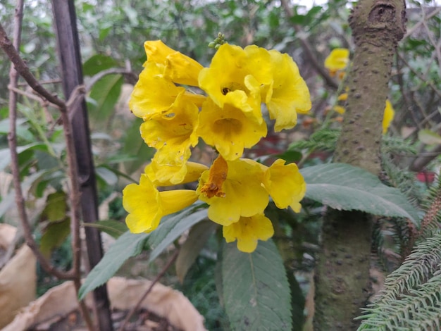 A yellow flower with a red spot on it