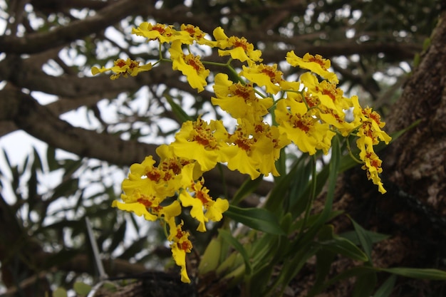 A yellow flower with red spots is in front of a tree.