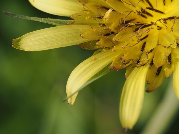 Photo a yellow flower with a small bug on it