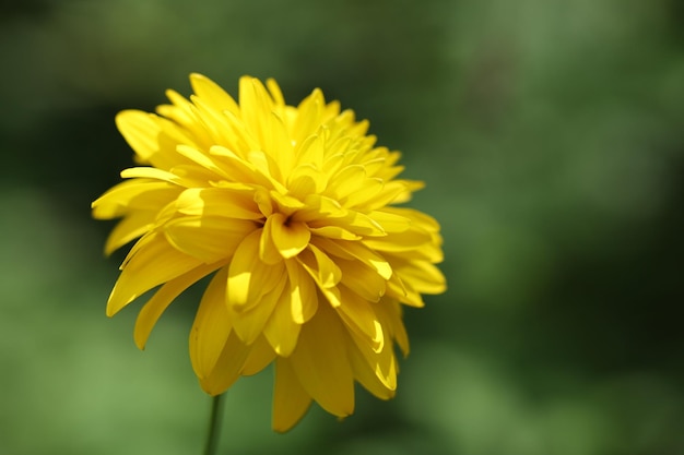 A yellow flower with small petals