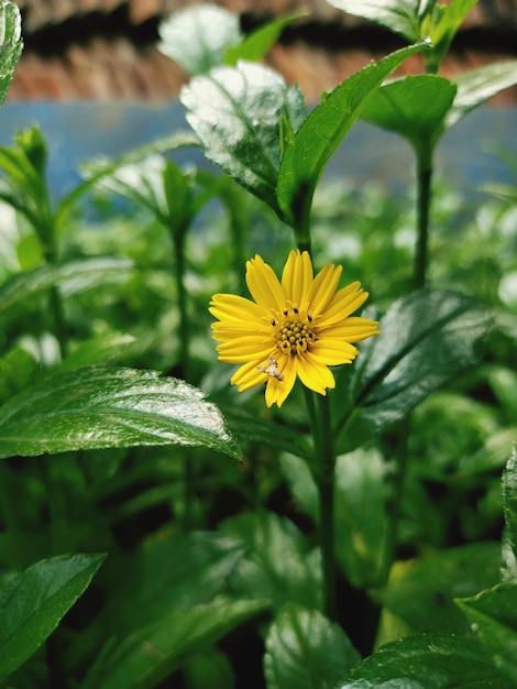 A yellow flower with a white background