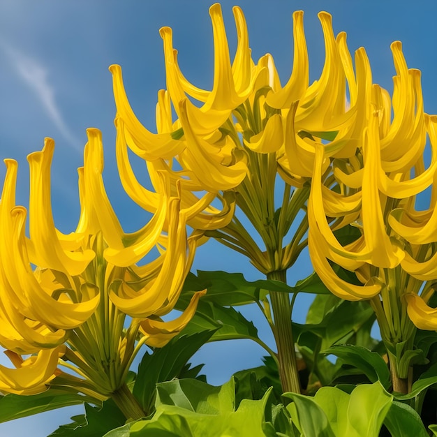 a yellow flower with the word bee on it