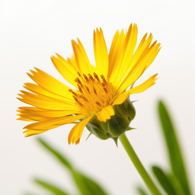 A yellow flower with the word dandelion on it