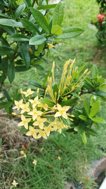 A yellow flower with the word jasmine on it