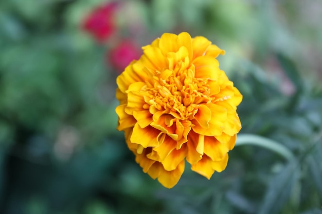 a yellow flower with the word  petal  on it