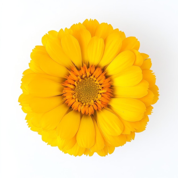 Photo a yellow flower with a yellow center that says  the center