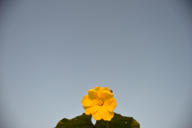 Photo a yellow flower with a yellow flower in the foreground