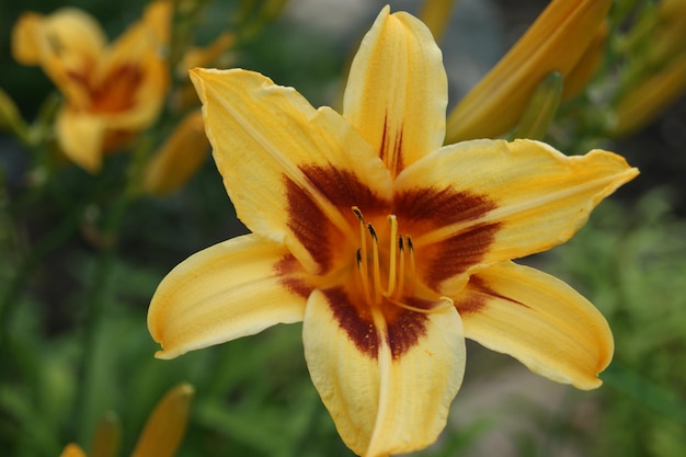 yellow flower