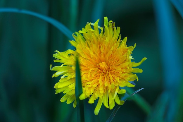 Yellow flowering dandelion in the meadow in spring or summer