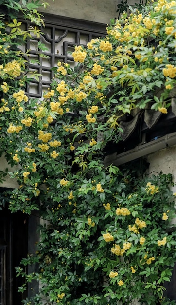 A yellow flowering plant with green leaves and the word bougainvillea on the side