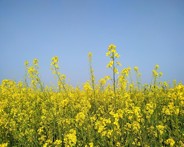 Yellow flowering plants on field against clear sky