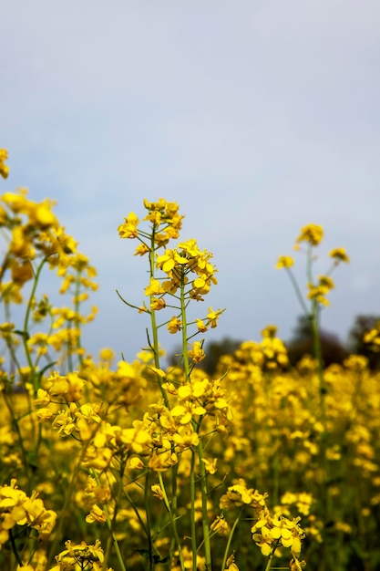 Yellow flowering rapeseed in the spring season