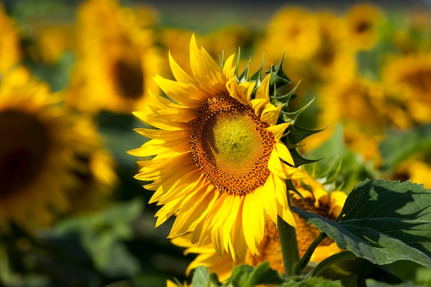 Yellow flowering sunflowers in the summer agricultural activities for the cultivation of sunflower crops