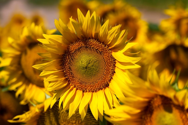 Yellow flowering sunflowers in the summer