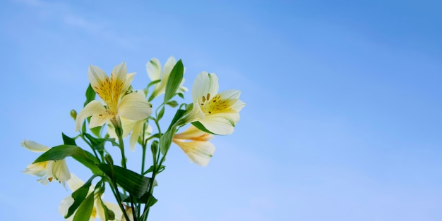 Yellow flowers against a blue sky with shallow depth of field and selective focus copy space for